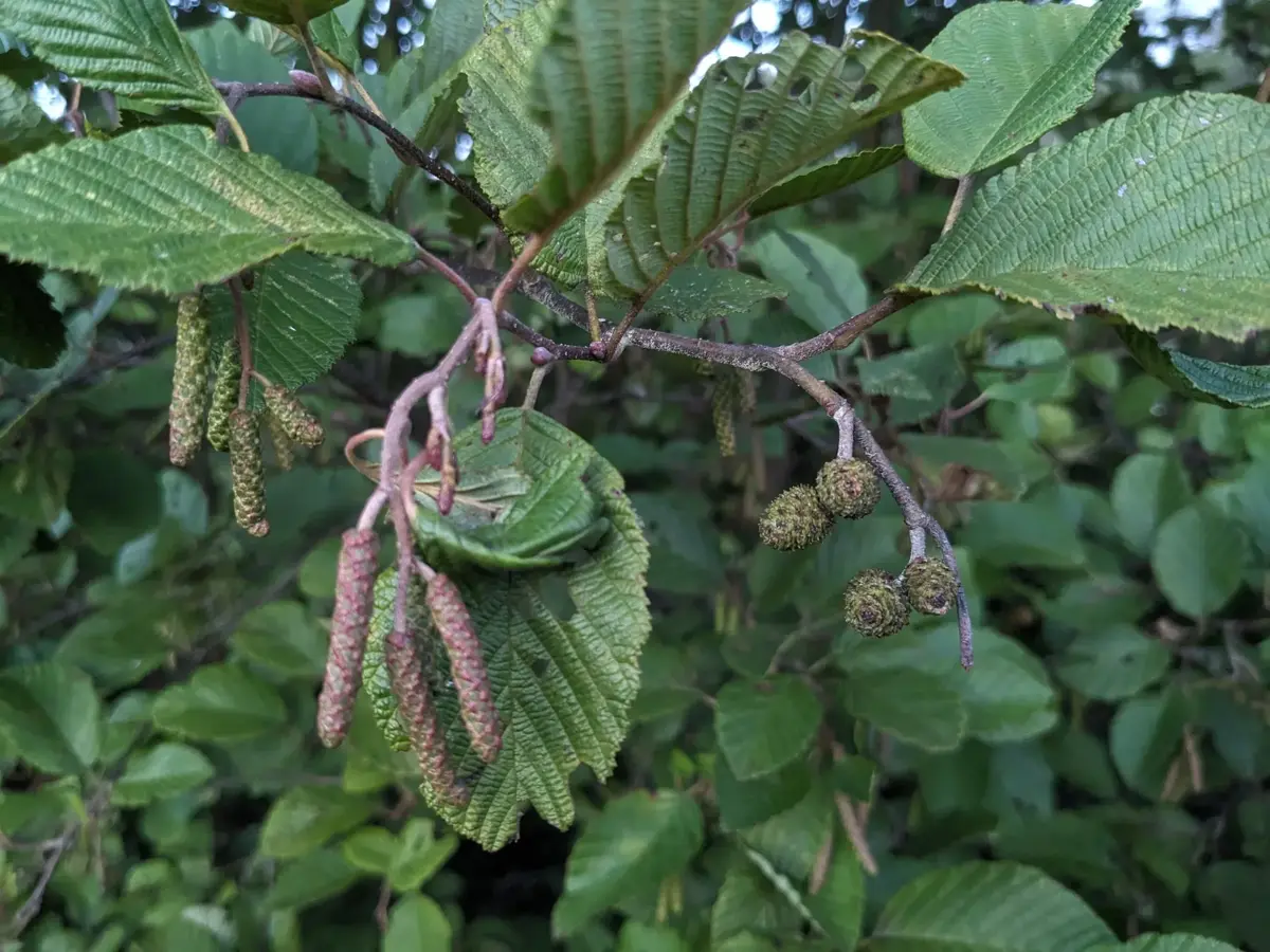 Sauna Incana in Washington, ME