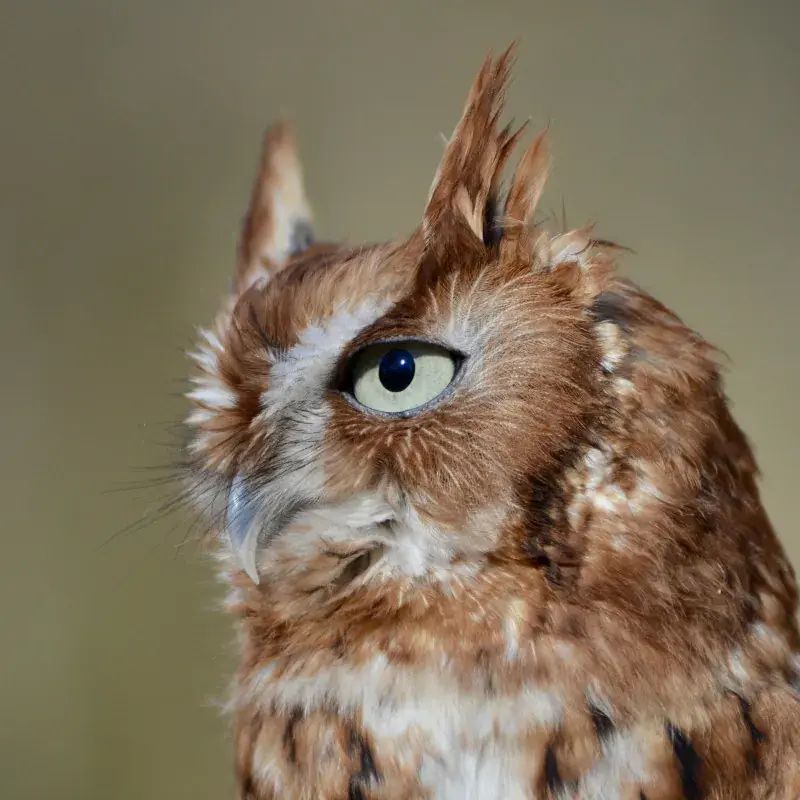 Mississippi Wildlife Rehabilitation in Coldwater, MS